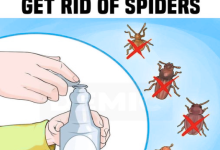 10 Unique Ways to Get Rid Of Spiders for Good Without Using Chemicals