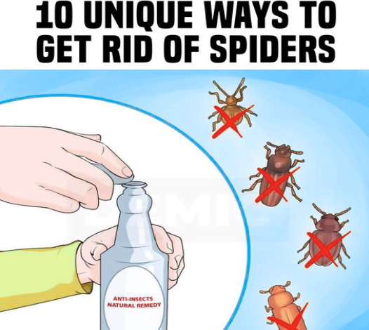 10 Unique Ways to Get Rid Of Spiders for Good Without Using Chemicals