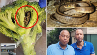 Man’s Horrifying Discovery Inside a Bag of Broccoli He Purchased