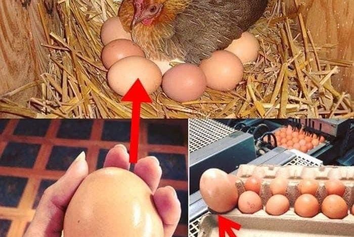 Farmer Finds Giant Egg But What Was Inside Was Even More Puzzling