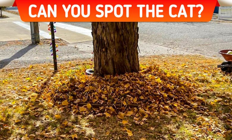 Find the Hidden Things in These Deceiving Images That Only the Sharpest Eyes Can Spot