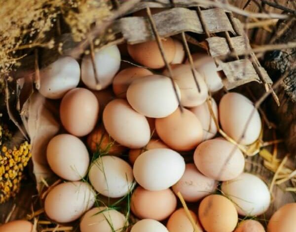 how to store fresh eggs