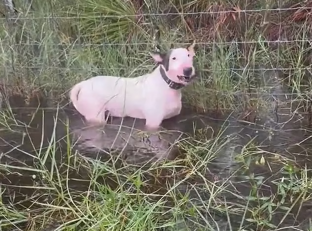 Heartbreaking footage of abandoned dog left tied to fence during Hurricane Milton has people outraged2