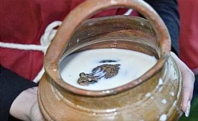 frog in milk